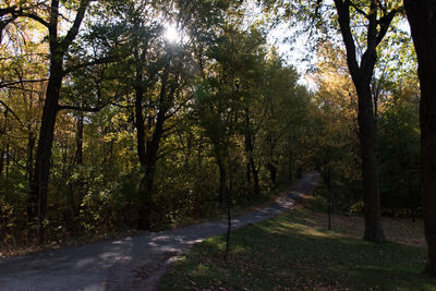 Road amidst trees in forest