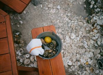 High angle view of oysters in bucket on bench by picnic table