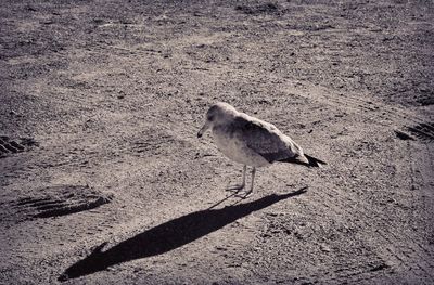 High angle view of bird on sand