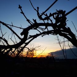 Low angle view of silhouette bare tree against sky