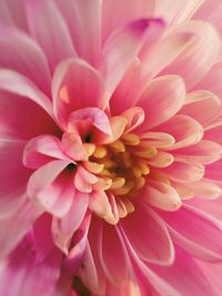 Close-up of pink flower