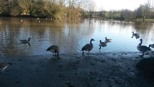 Birds on calm lake