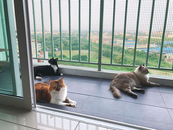 Cat sitting on window