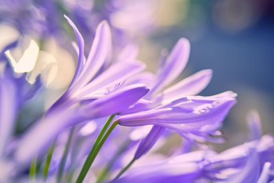 Close-up of pink crocus flower