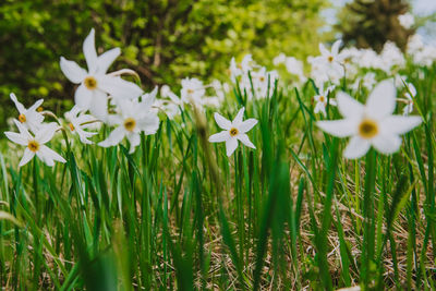 Close-up of white flowering plants on field