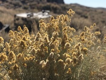 Close-up of plants growing on land