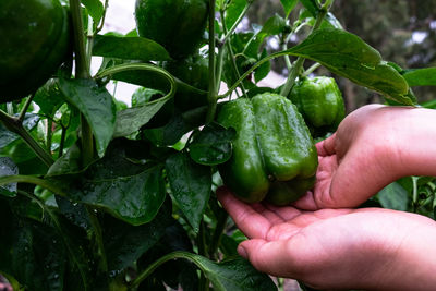 Close-up of hand holding leaf