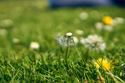 Close-up of dandelion flower on field