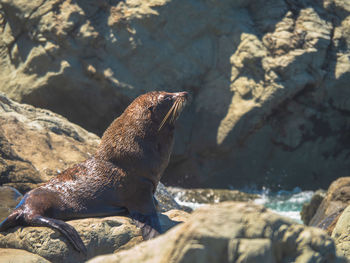 Close-up of seal on rock