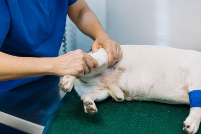 Side view high angle of female vet doctor examining paw of dog lying on medical table in clinic before surgery