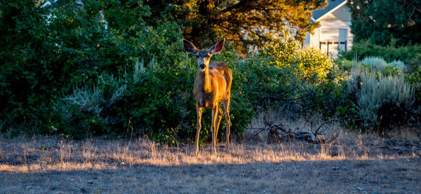 Portrait of doe standing on grassy field