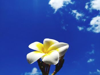 Close-up of white flower against blue sky