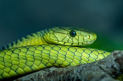 Close-up of snake