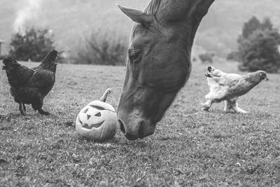 Hallowen pumpkin in the pasture with farm animals