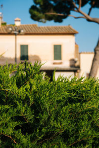 Plants growing on a building