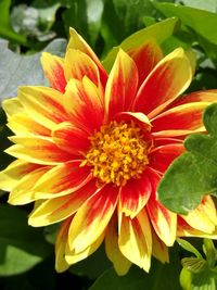 Close-up of yellow flower