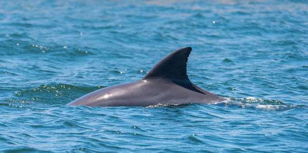 Close-up of swimming in sea