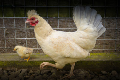 Close-up of rooster