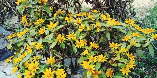 Close-up of yellow flowering plants