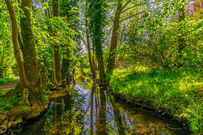 Scenic view of brook in forest