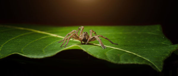 Close-up of spider