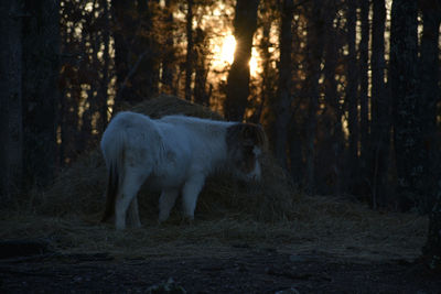 Horse standing in a field