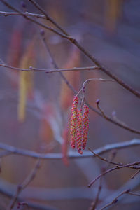 A beautiful birch tree flowers in early spring.