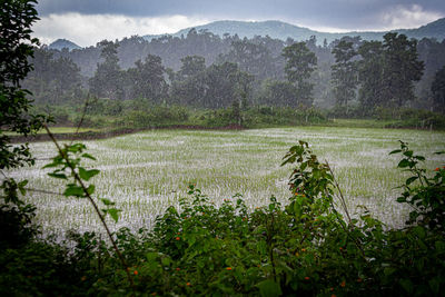 Plants growing on land against sky