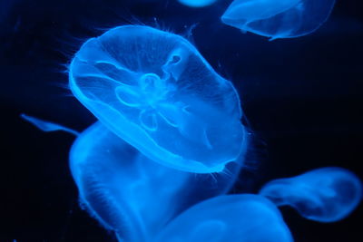 Close-up of jellyfish swimming in sea