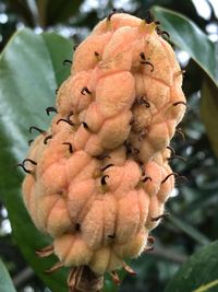 Close-up of fruit growing on plant