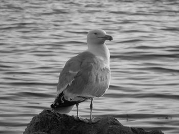 Seagull perching on rock