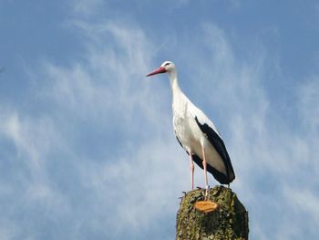 Low angle view of bird perching against sky