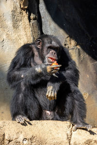 Chimpanzee eating a red fruit