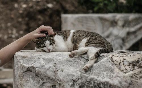 Close-up of cat sleeping on retaining wall