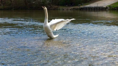 Bird flying over lake