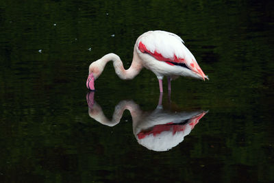 View of flamingo  in lake