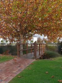 Trees in park during autumn