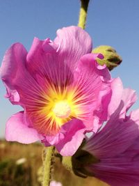 Close-up of pink hibiscus blooming against sky