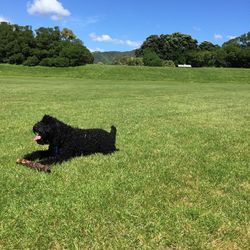 Dog on field against sky