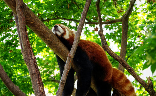 Low angle view of monkey on tree