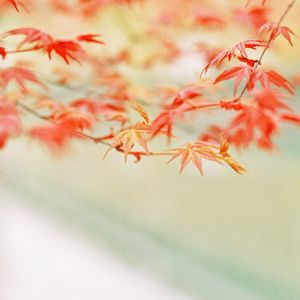 Close-up of autumn leaf