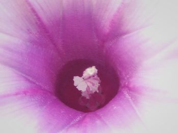 Full frame shot of pink flower