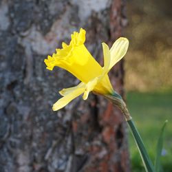 Close-up of yellow flower blooming outdoors