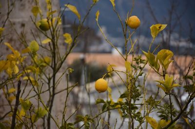 Close-up of yellow fruits on tree