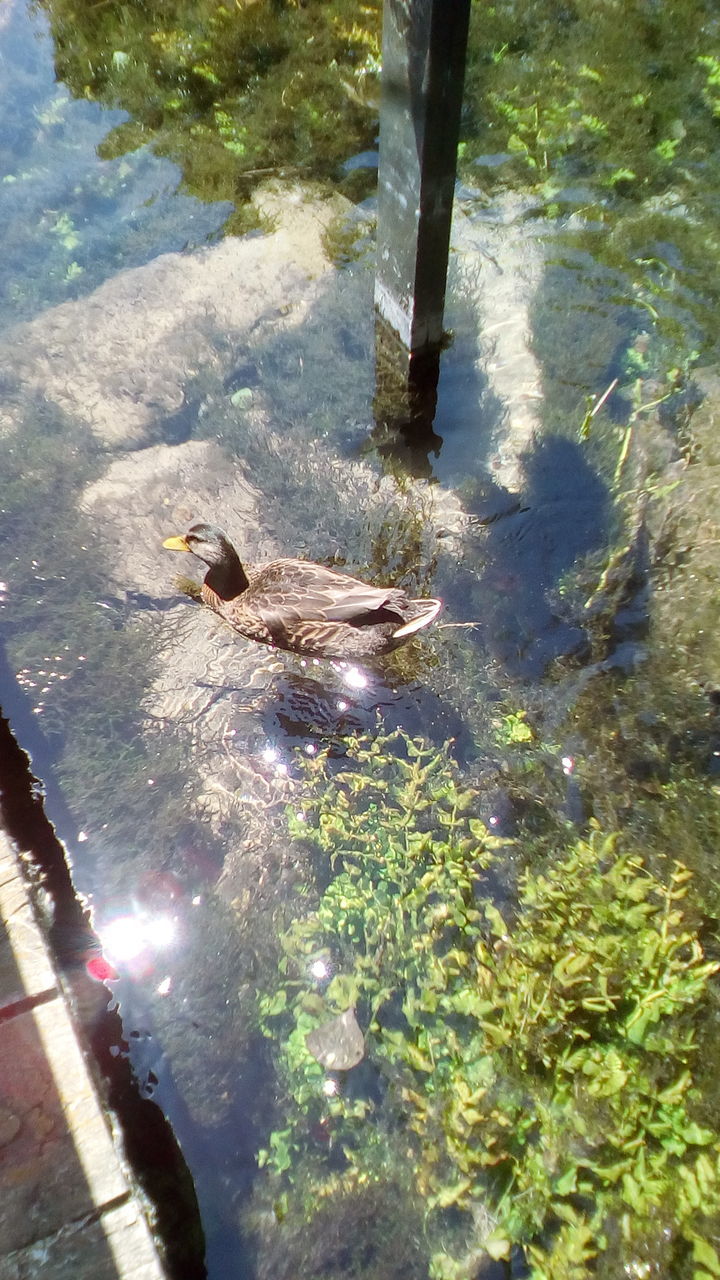 animal themes, animals in the wild, water, one animal, high angle view, day, nature, bird, wildlife, lake, animal wildlife, outdoors, sunlight, swimming, no people