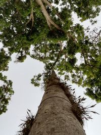 Low angle view of trees against sky