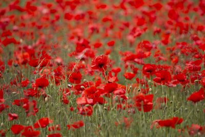 Close-up of red poppy flowers on field