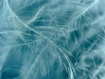 Full frame shot of feathers on blue background