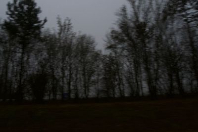 Trees in forest against sky