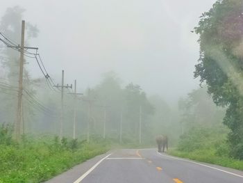 Country road amidst trees against sky